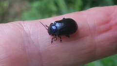Chrysolina coerulans