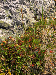 Potentilla biflora