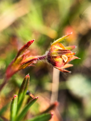 Potentilla biflora