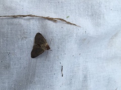 Protolampra sobrina