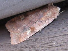 Diarsia canescens