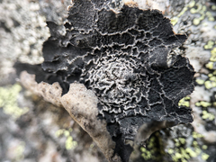 Umbilicaria proboscidea