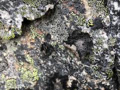 Umbilicaria proboscidea