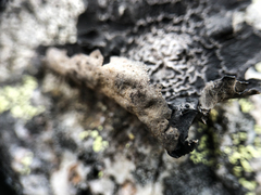 Umbilicaria proboscidea