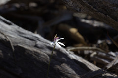 Caladenia saccharata