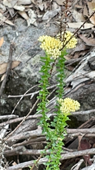 Cassinia denticulata