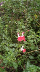 Salvia microphylla