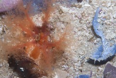 Thyone aurea