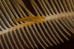 Hippolyte catagrapha