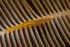 Hippolyte catagrapha