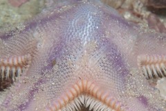 Astropecten irregularis pontoporeus