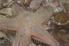 Astropecten irregularis pontoporeus