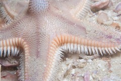 Astropecten irregularis pontoporeus