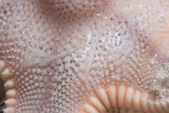 Astropecten irregularis pontoporeus