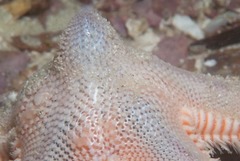 Astropecten irregularis pontoporeus
