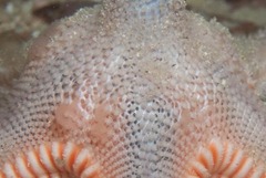 Astropecten irregularis pontoporeus