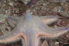 Astropecten irregularis pontoporeus