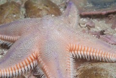 Astropecten irregularis pontoporeus