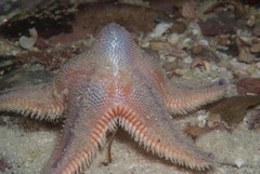 Astropecten irregularis pontoporeus