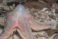 Astropecten irregularis pontoporeus