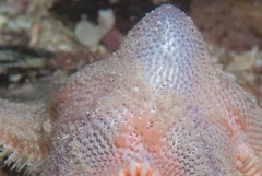 Astropecten irregularis pontoporeus