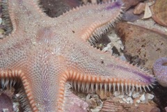 Astropecten irregularis pontoporeus