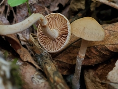 Meottomyces dissimulans