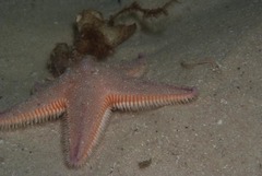 Astropecten irregularis pontoporeus