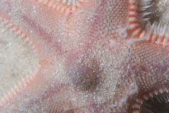 Astropecten irregularis pontoporeus
