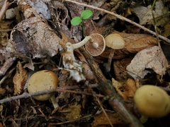 Meottomyces dissimulans