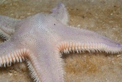 Astropecten irregularis pontoporeus