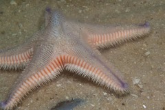 Astropecten irregularis pontoporeus