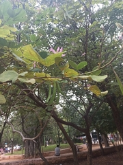 Bauhinia variegata