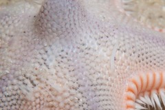 Astropecten irregularis pontoporeus