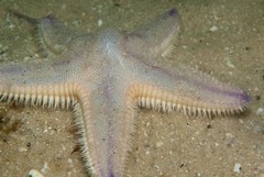 Astropecten irregularis pontoporeus