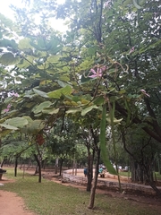 Bauhinia variegata