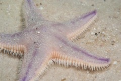 Astropecten irregularis pontoporeus