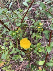 Hibbertia nitida