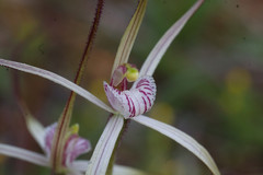 Caladenia varians