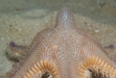 Astropecten irregularis pontoporeus