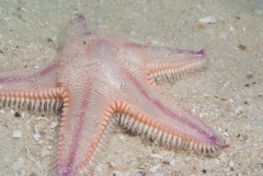 Astropecten irregularis pontoporeus