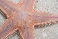 Astropecten irregularis pontoporeus