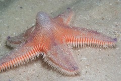 Astropecten irregularis pontoporeus