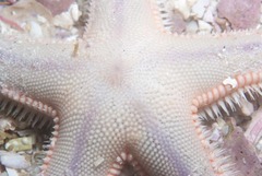 Astropecten irregularis pontoporeus