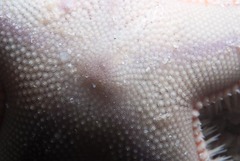Astropecten irregularis pontoporeus