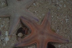 Astropecten irregularis pontoporeus