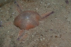 Astropecten irregularis pontoporeus
