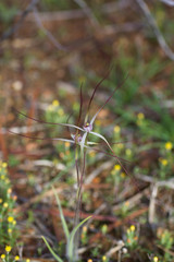 Caladenia varians