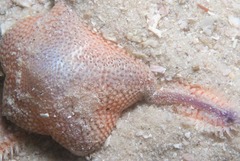 Astropecten irregularis pontoporeus