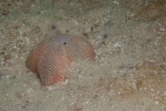 Astropecten irregularis pontoporeus